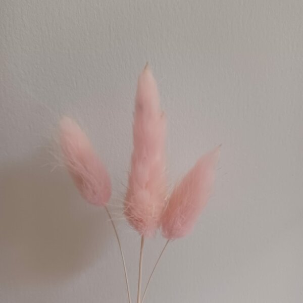 Gedroogde Hazenstaartjes (Lagurus Ovatus) - Baby roze