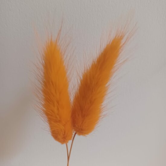 Gedroogde Hazenstaartjes (Lagurus Ovatus) - Oranje