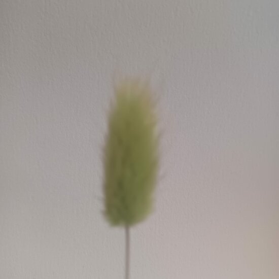 Gedroogde Hazenstaartjes (Lagurus Ovatus) - Gras groen