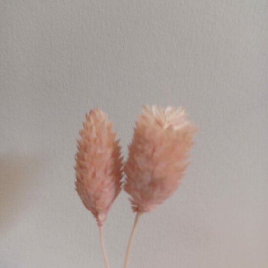 Gedroogd Kanariegras (Phalaris Canariensis) - Baby roze
