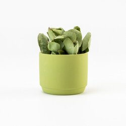 Bloempotje zijdegroen