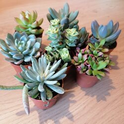 Schaal gemengde vetplantjes 20 stuks