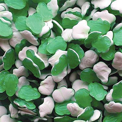 Groene kikkertjes 500gr