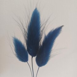 Gedroogde Hazenstaartjes (Lagurus Ovatus) - Marine blauw