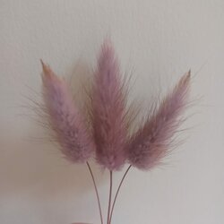 Gedroogde Hazenstaartjes (Lagurus Ovatus) - Paars