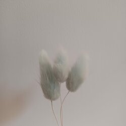 Gedroogde Hazenstaartjes (Lagurus Ovatus) - Baby blauw 