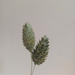 Gedroogd Kanariegras (Phalaris Canariensis) - Groen