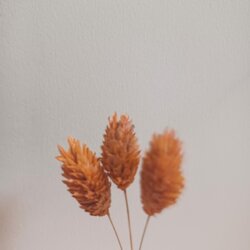 Gedroogd Kanariegras (Phalaris Canariensis) - Oranje