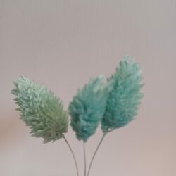 Gedroogd Kanariegras (Phalaris Canariensis) - Licht blauw 