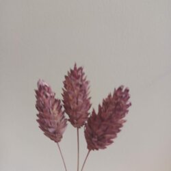 Gedroogd Kanariegras (Phalaris Canariensis) - Paars