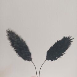 Gedroogd Kanariegras (Phalaris Canariensis) - Zwart