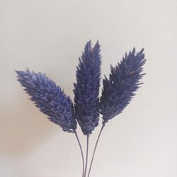Gedroogd Kanariegras (Phalaris Canariensis) - Donker blauw 