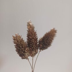 Gedroogd Kanariegras (Phalaris Canariensis) - Goud